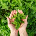 A bunch of fresh mint in female hands, close-up fresh organic mint in background.