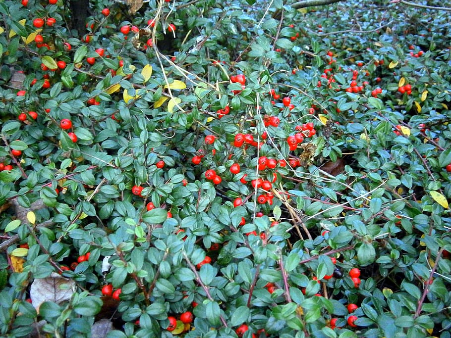 bush-ground-cover-berry-berries