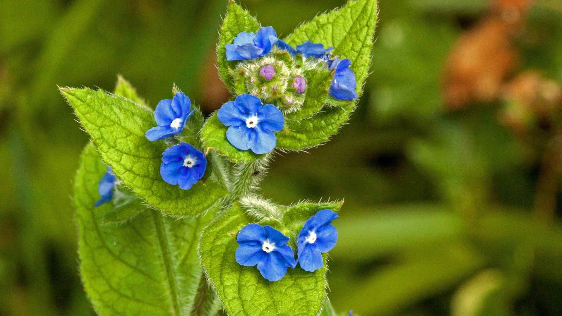 ratanjot_plant